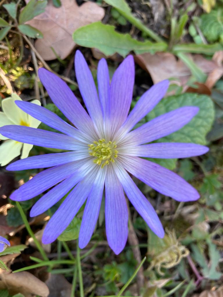 fleurviolette